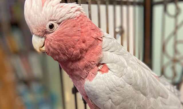 Red and gray parrot