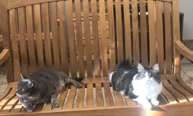 Two cats sitting on a bench