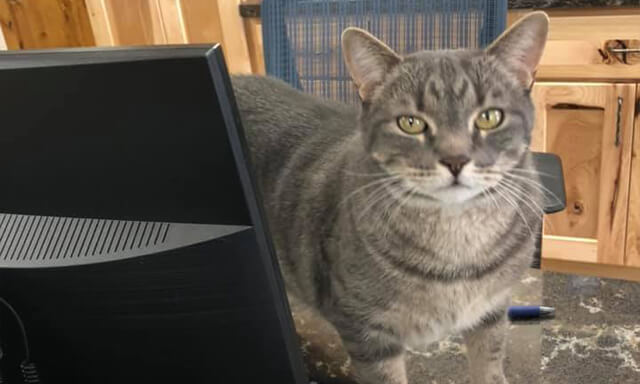 Cat sitting on service counter behind computer screen
