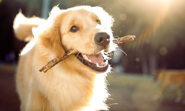 Cute happy dog playing with a stick