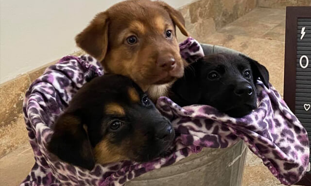 Three cute puppies in a blanket