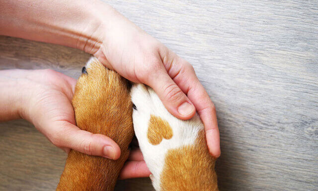 Human hands holding puppy paw with heart shaped detail