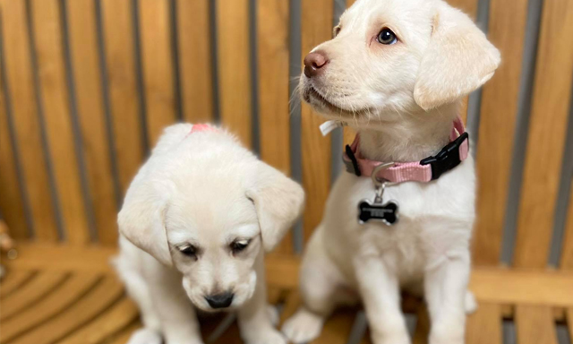 A pair of puppies