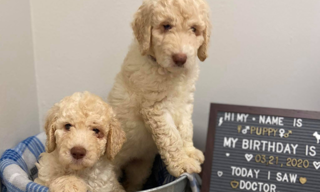 Pair of cute puppies in metal bucket with blanket