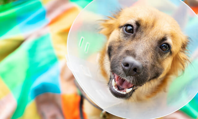 Dog with a cone