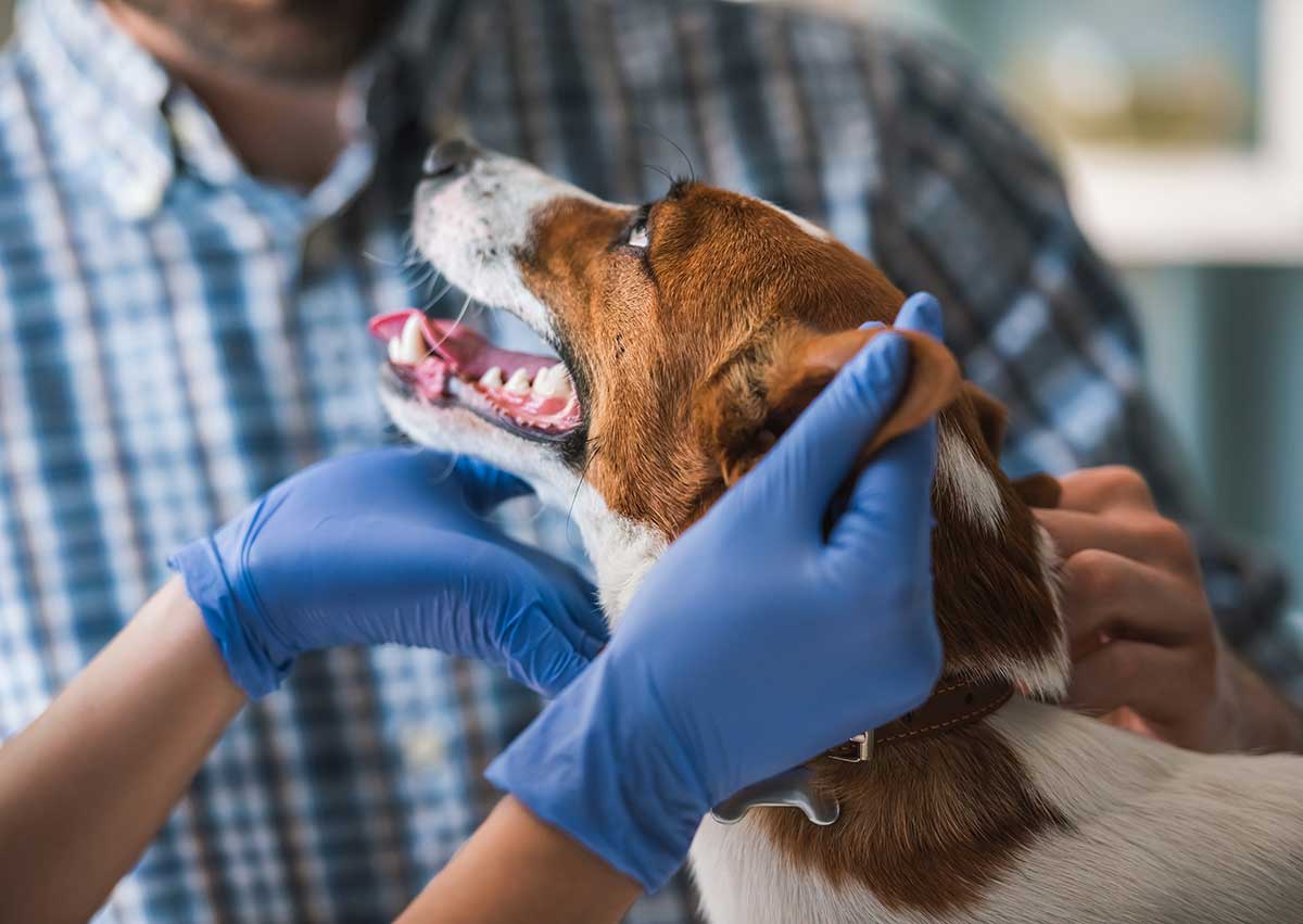 A dog being given personalized preventive care